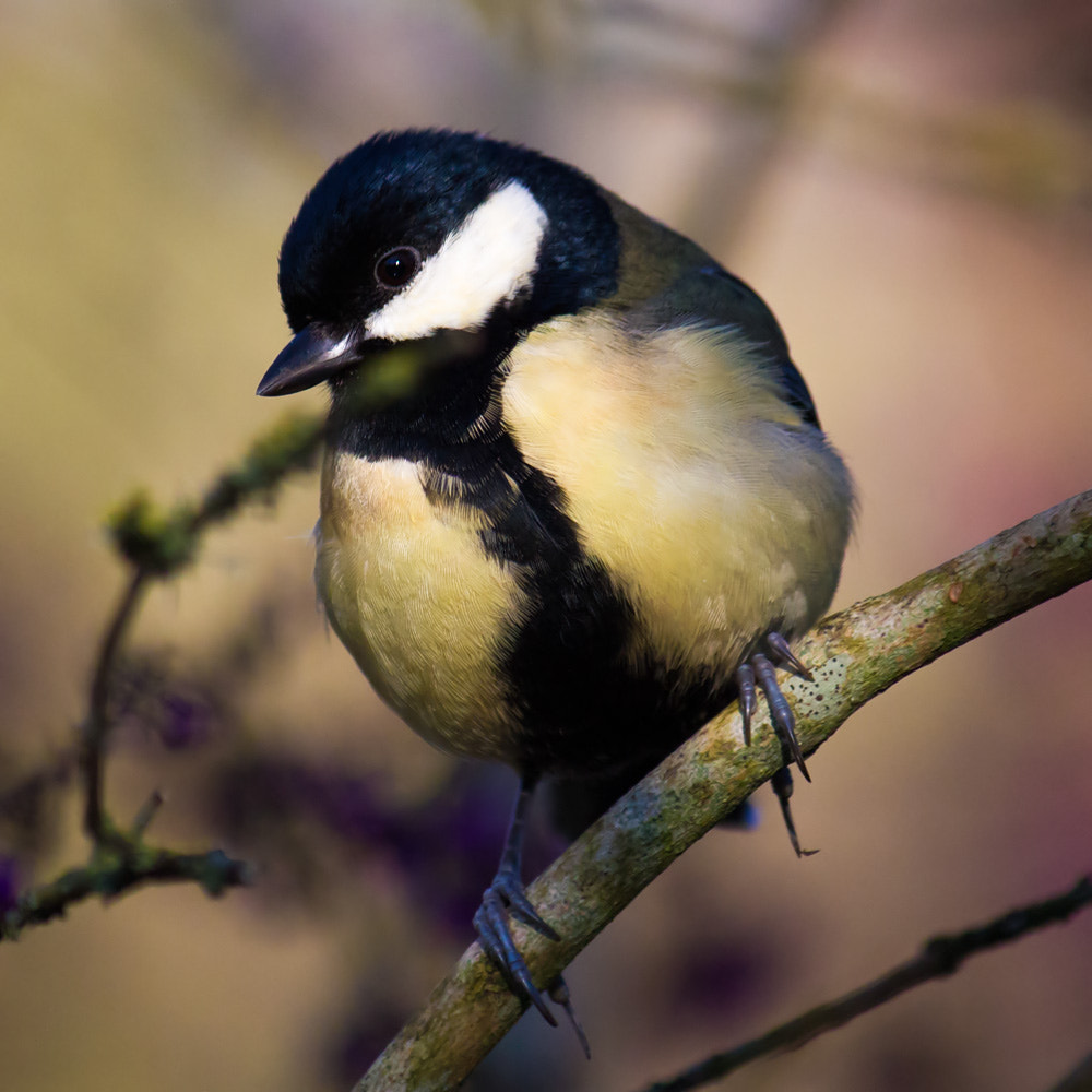 Canon EF-S 55-250mm F4-5.6 IS sample photo. Bird #1 photography