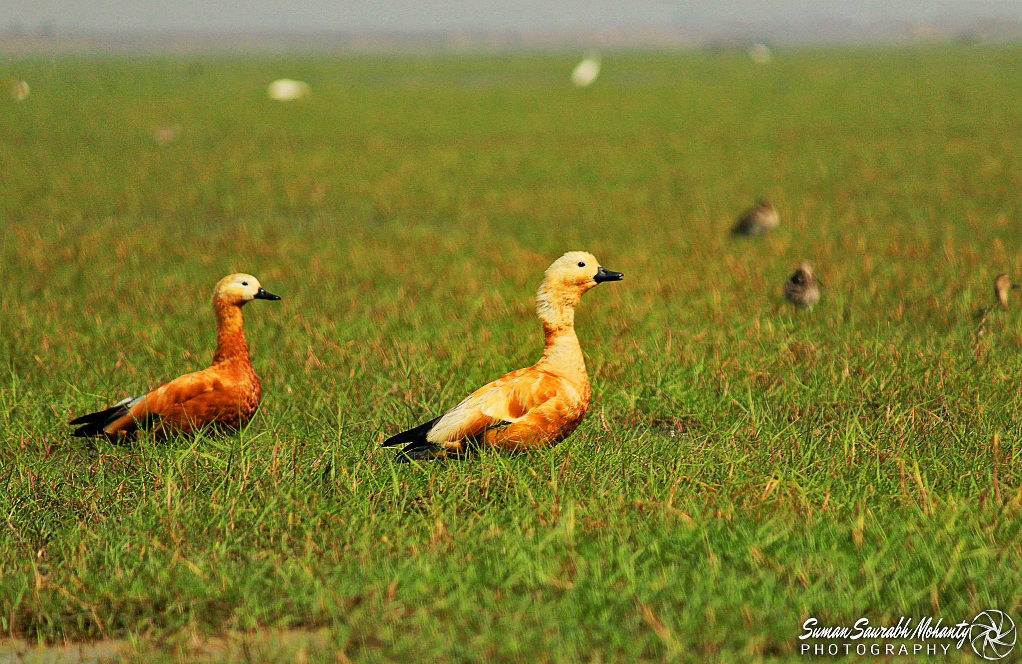 Canon EF-S 55-250mm F4-5.6 IS sample photo. Wherever you go, i follow you photography