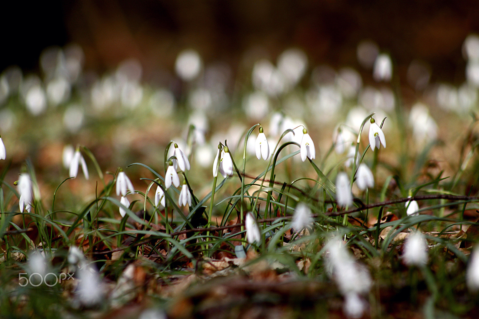 Canon EOS 500D (EOS Rebel T1i / EOS Kiss X3) sample photo. Sprinh in wood photography