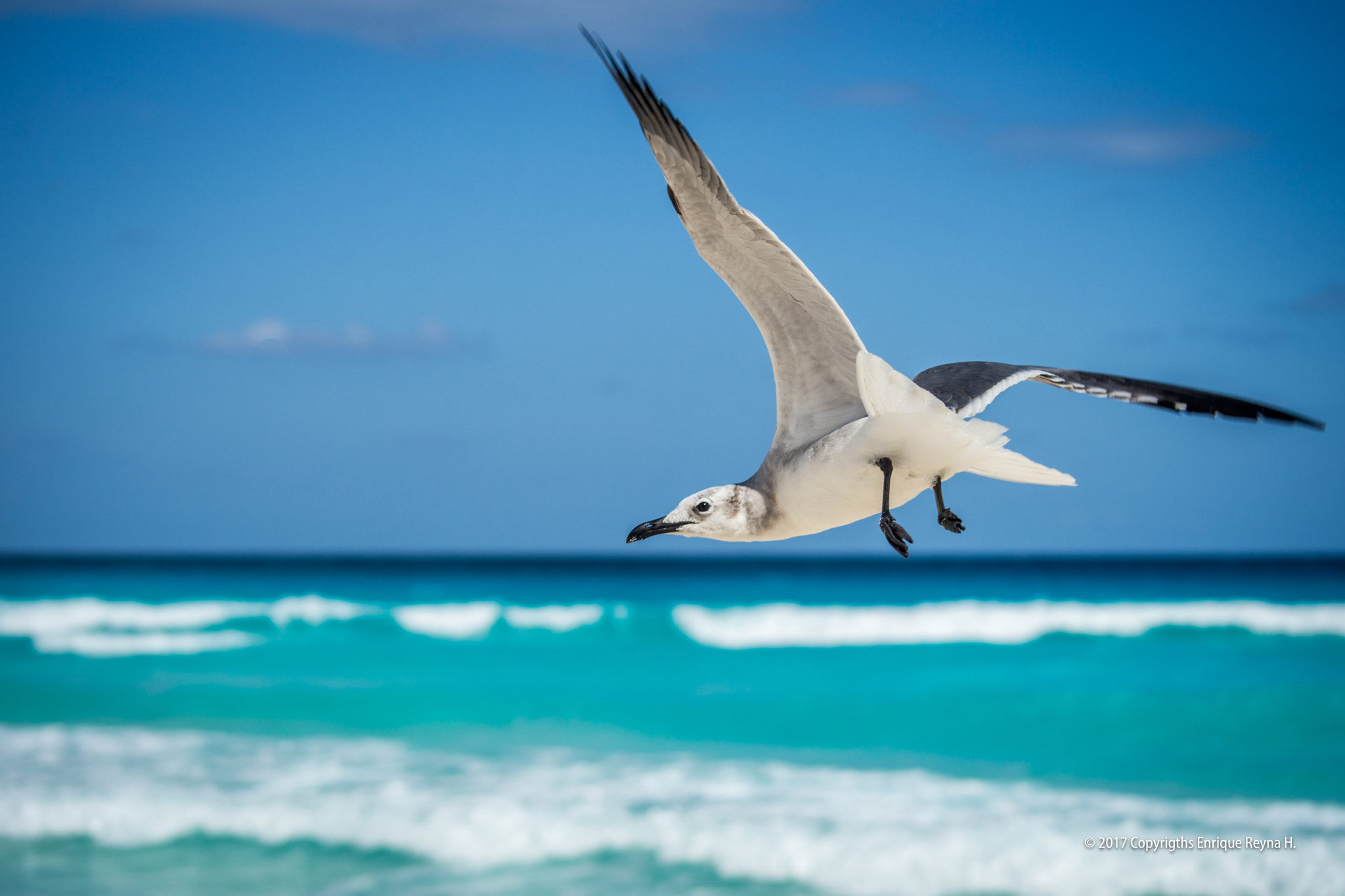Sony 75-300mm F4.5-5.6 sample photo. Seagull in cancun photography