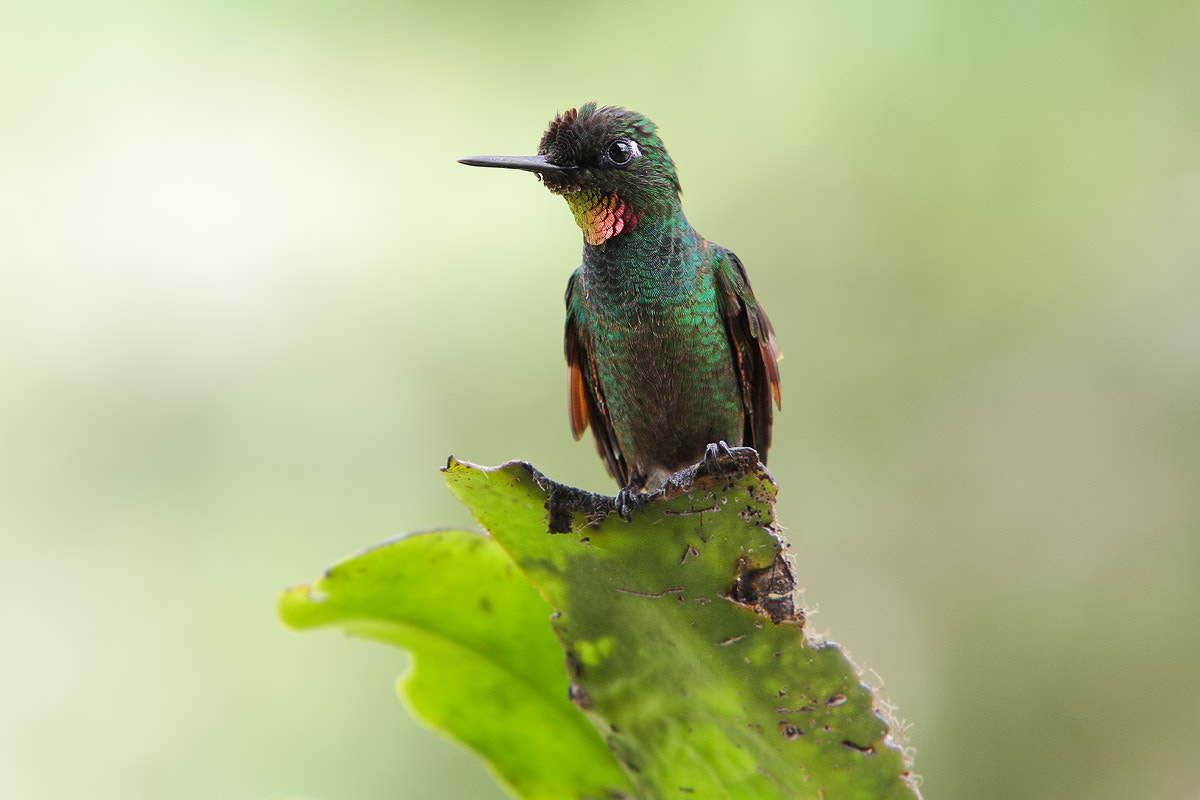Canon EF 70-200mm F2.8L IS USM sample photo. Brazilian-ruby hummingbird. photography