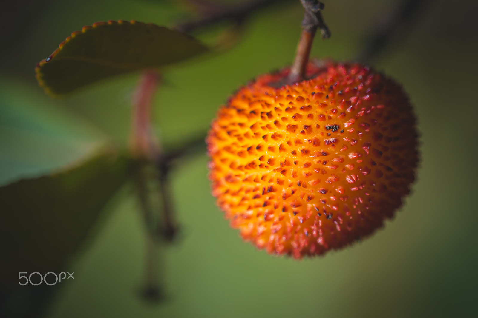 Nikon D3300 + Sigma 150mm F2.8 EX DG Macro HSM sample photo. Strawberry tree fruit photography