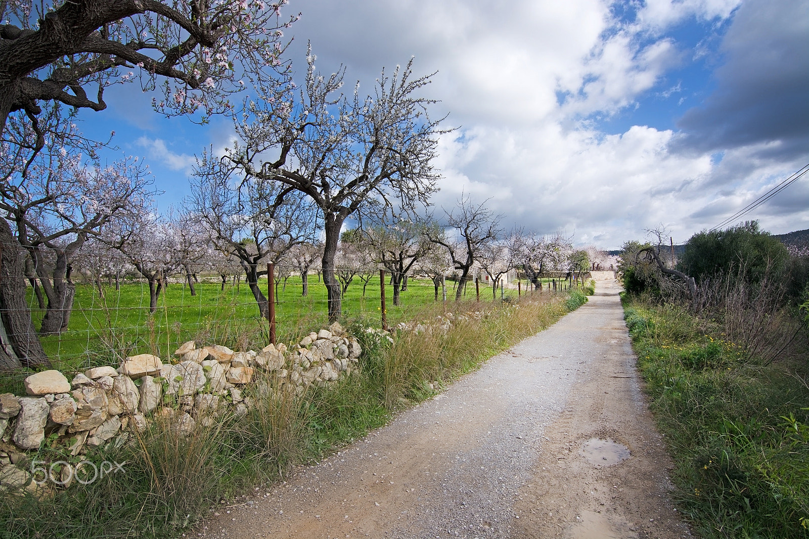 Nikon D7100 + Nikon AF Nikkor 20mm F2.8D sample photo. Blossoming almond trees photography