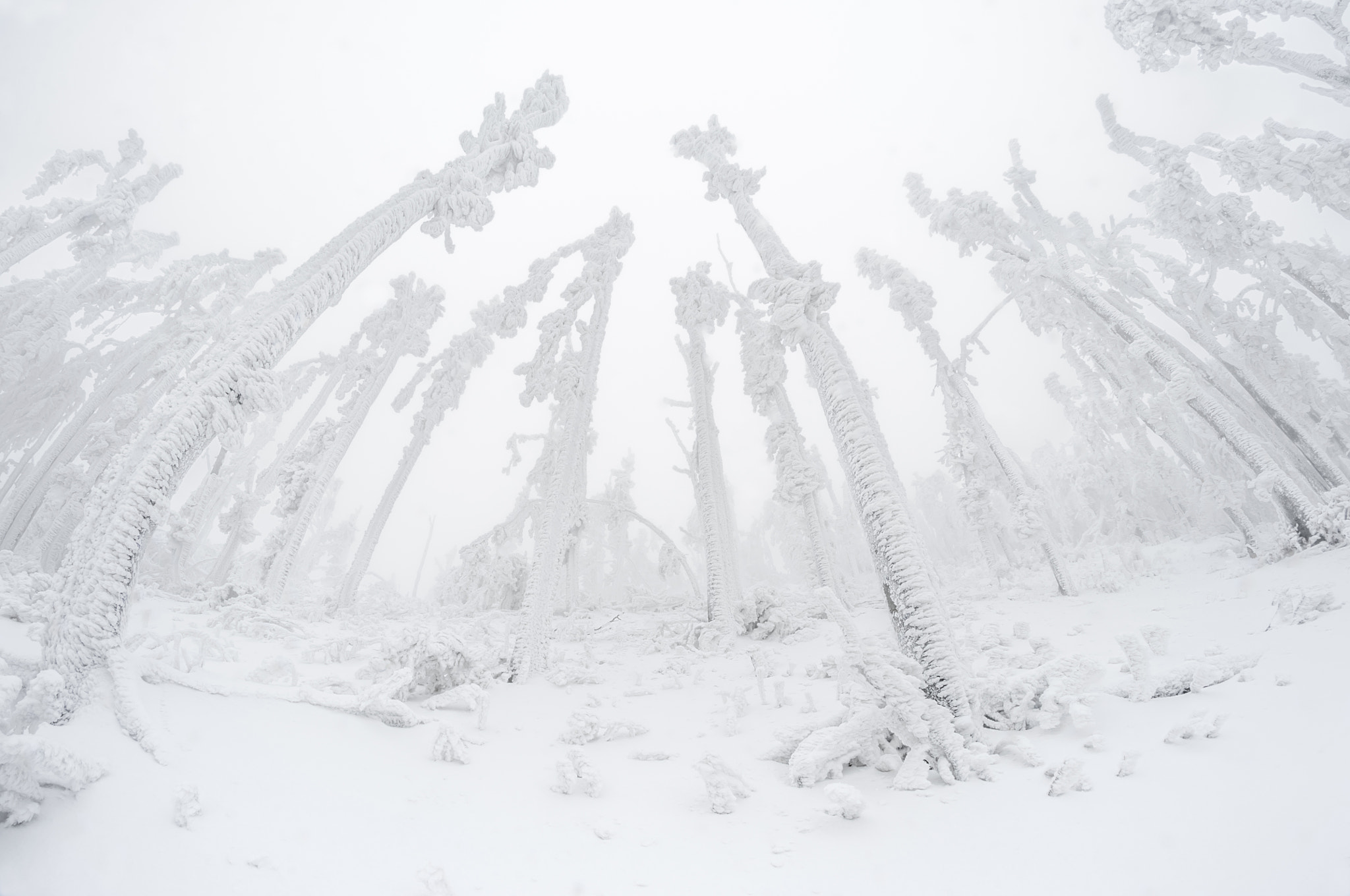 Nikon D90 + Samyang 8mm F3.5 Aspherical IF MC Fisheye sample photo. Icy forest on the mount javornik, slovenia photography