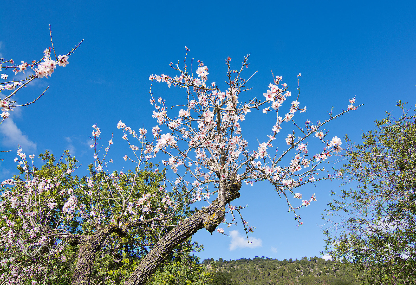 Nikon D7100 + Nikon AF Nikkor 35mm F2D sample photo. Blossoming almond trees photography