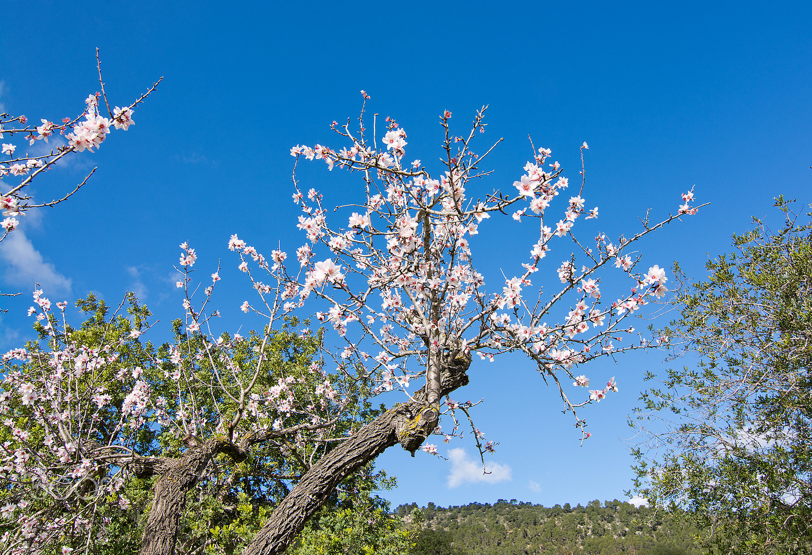 Nikon D7100 sample photo. Blossoming almond trees photography