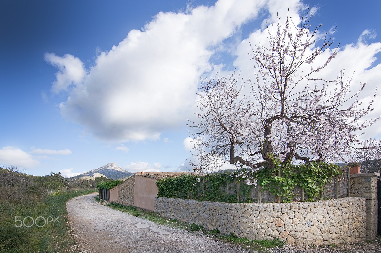 Nikon D7100 sample photo. Blossoming almond trees photography