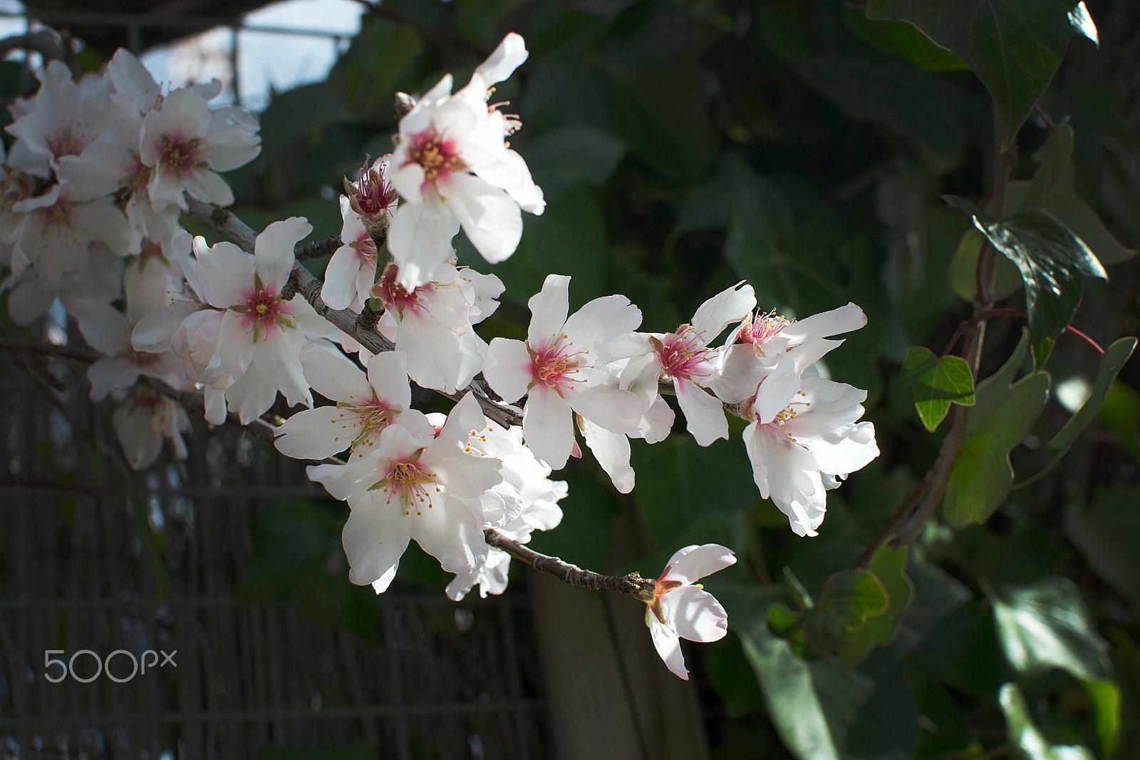 Nikon D7100 + Sigma 50-100mm F1.8 DC HSM Art sample photo. Blossoming almond trees photography