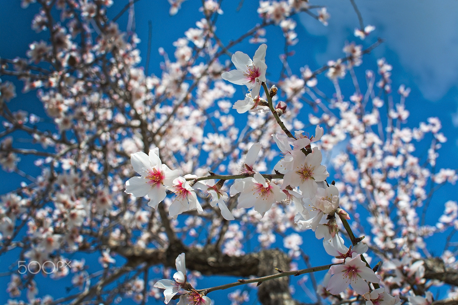 AF Zoom-Nikkor 28-100mm f/3.5-5.6G sample photo. Blossoming almond trees photography