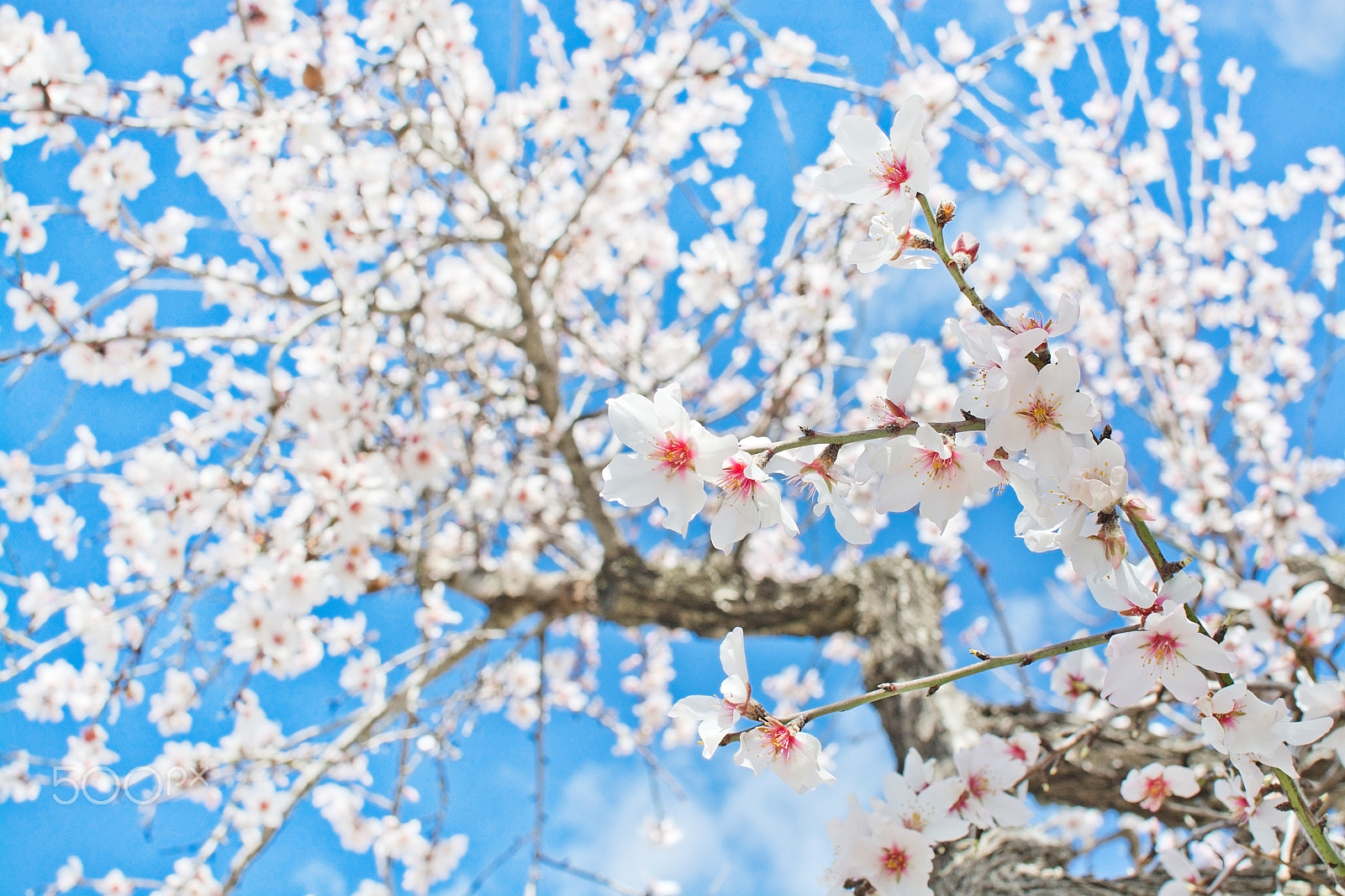 Nikon D7100 + IX-Nikkor 60-180mm f/4-5.6 sample photo. Blossoming almond trees photography