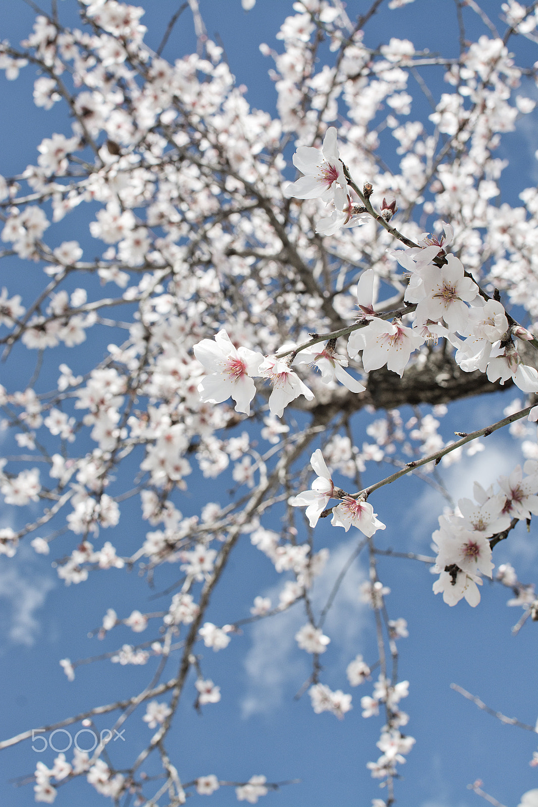 AF Zoom-Nikkor 24-120mm f/3.5-5.6D IF sample photo. Blossoming almond trees photography