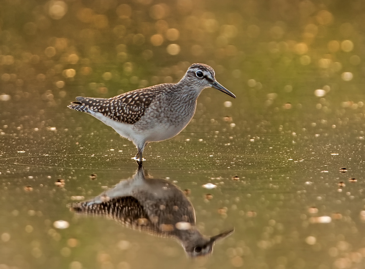 Canon EOS 40D + Canon EF 300mm F2.8L IS USM sample photo. Bird photography