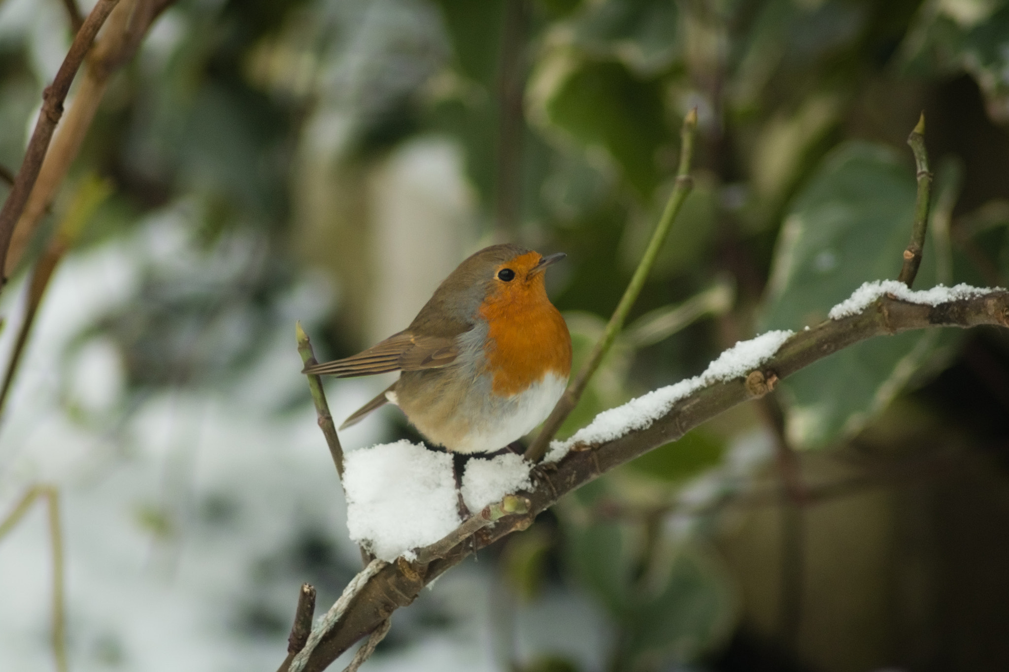Canon EOS 70D + Tamron AF 70-300mm F4-5.6 Di LD Macro sample photo. Robin on snow covered branch photography