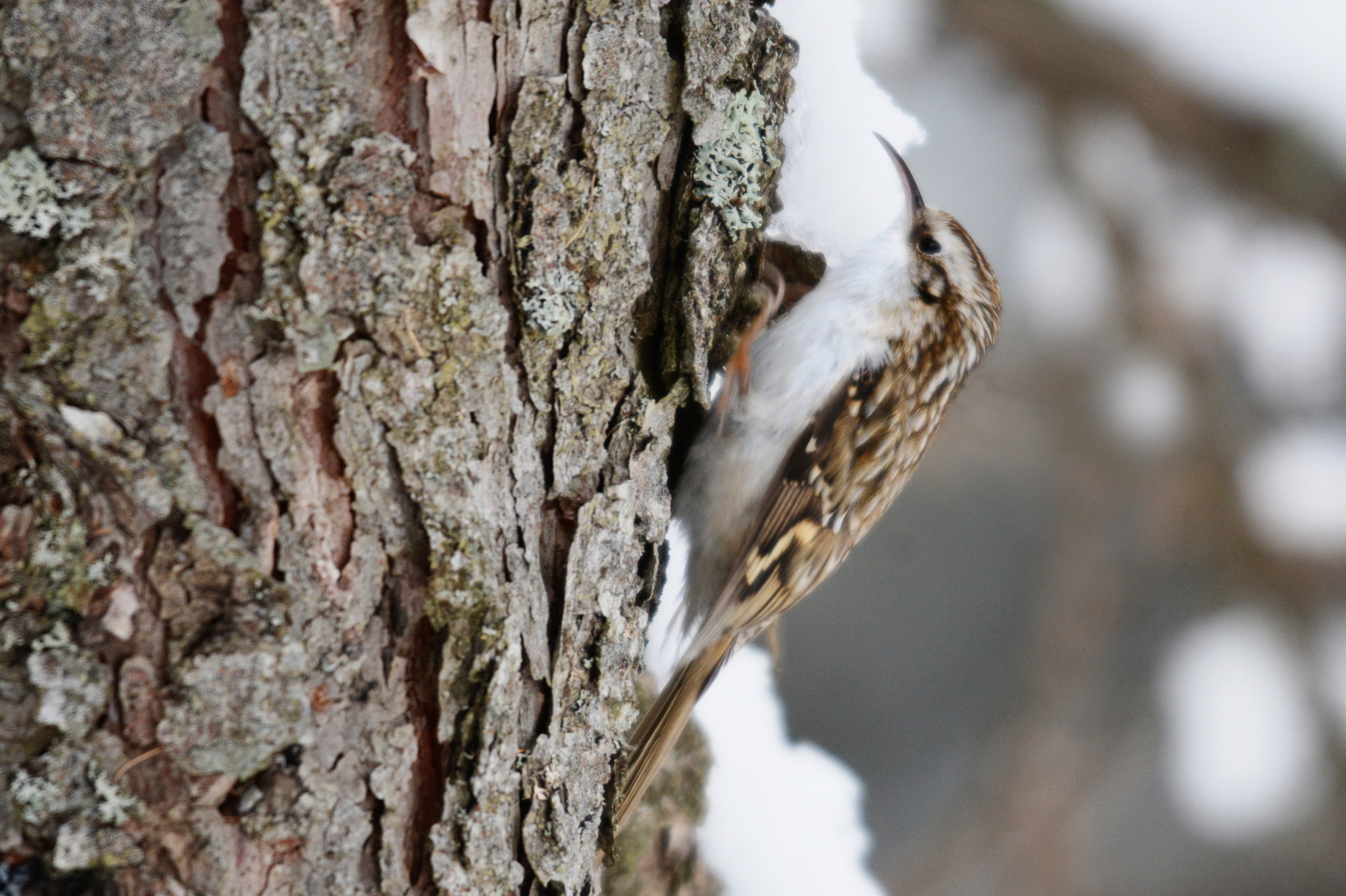Sigma 120-400mm F4.5-5.6 DG OS HSM sample photo. Treecreeper photography