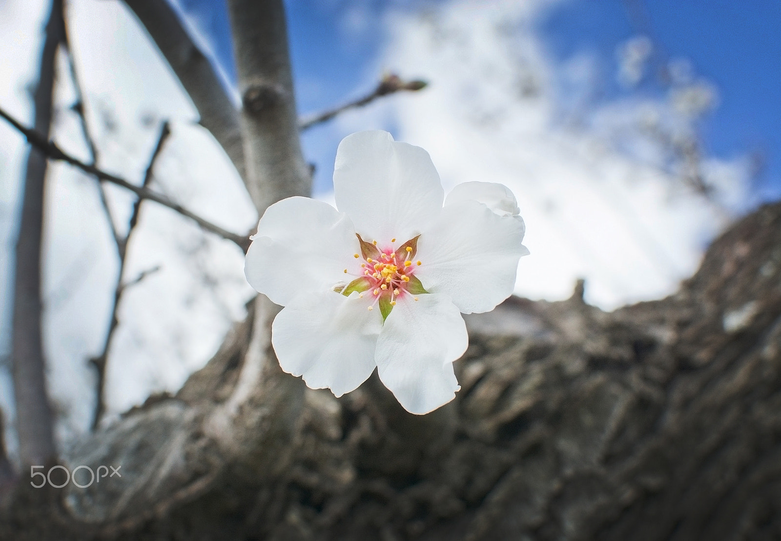 Nikon D7100 + AF Nikkor 70-210mm f/4-5.6D sample photo. Blossoming almond trees photography