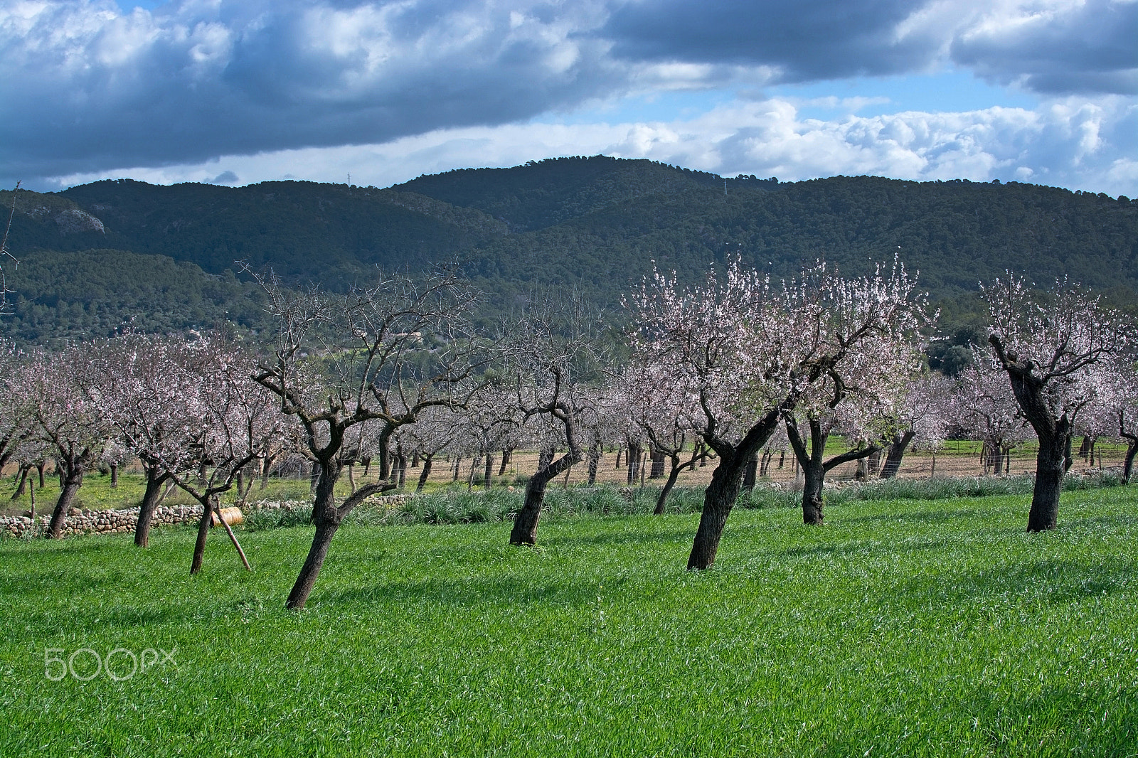 Nikon AF Nikkor 28mm F2.8D sample photo. Blossoming almond trees photography