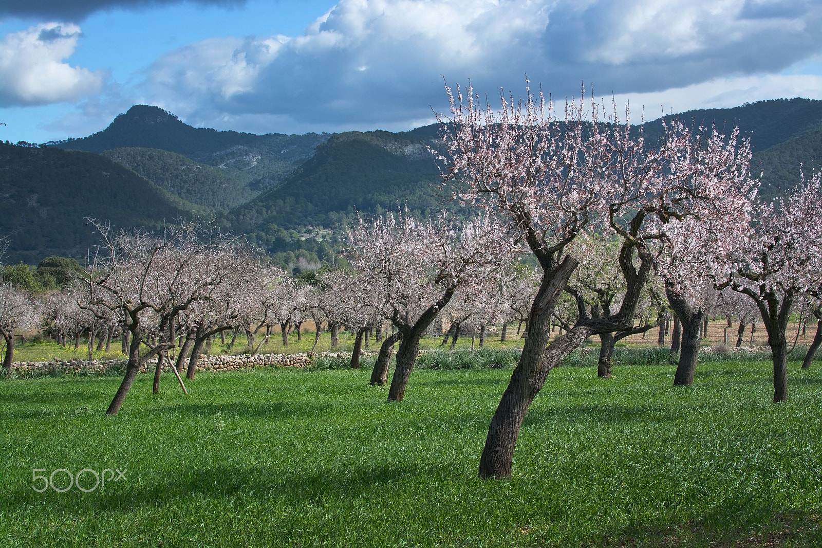 Nikon D7100 + Nikkor 500mm f/4 P ED IF sample photo. Blossoming almond trees photography