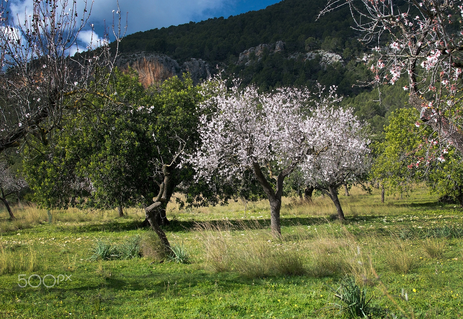 Nikon AF Nikkor 28mm F2.8D sample photo. Blossoming almond trees photography