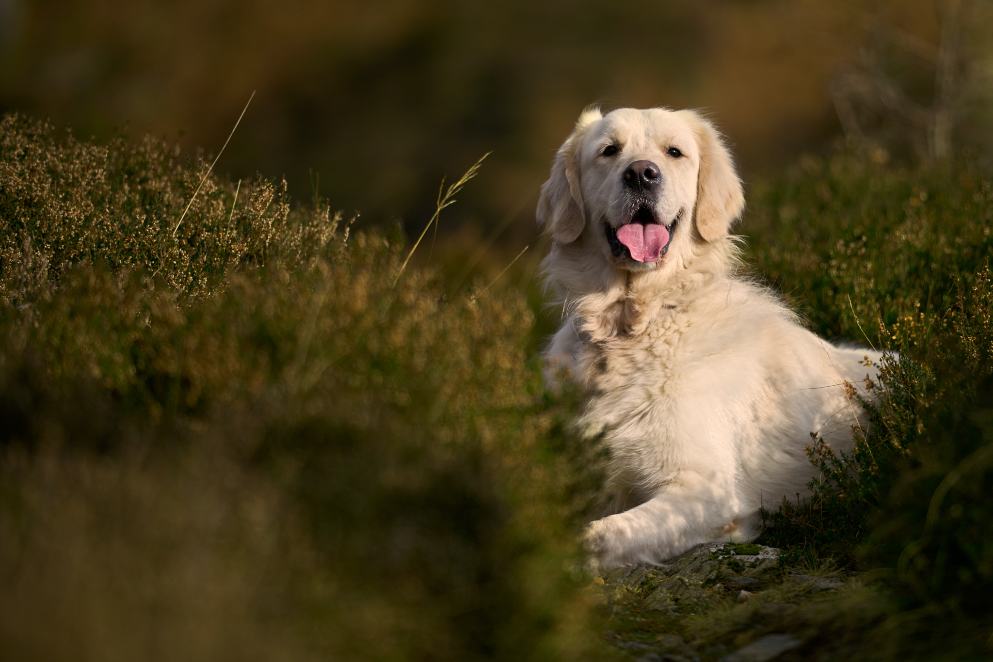 Sigma 70-200mm F2.8 EX DG HSM APO Macro sample photo. Frugo photography