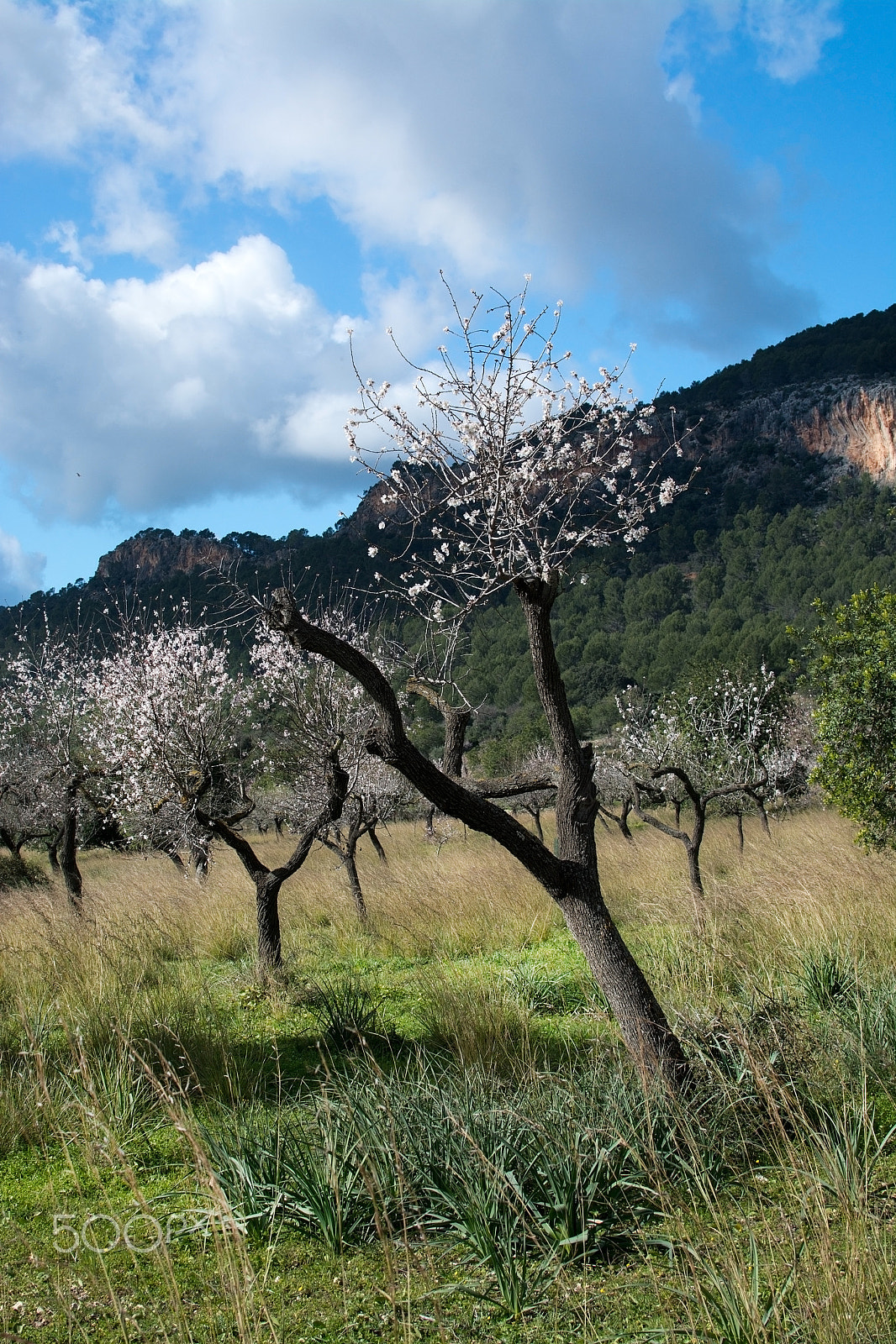 Nikon D7100 + AF Nikkor 70-210mm f/4-5.6D sample photo. Blossoming almond trees photography