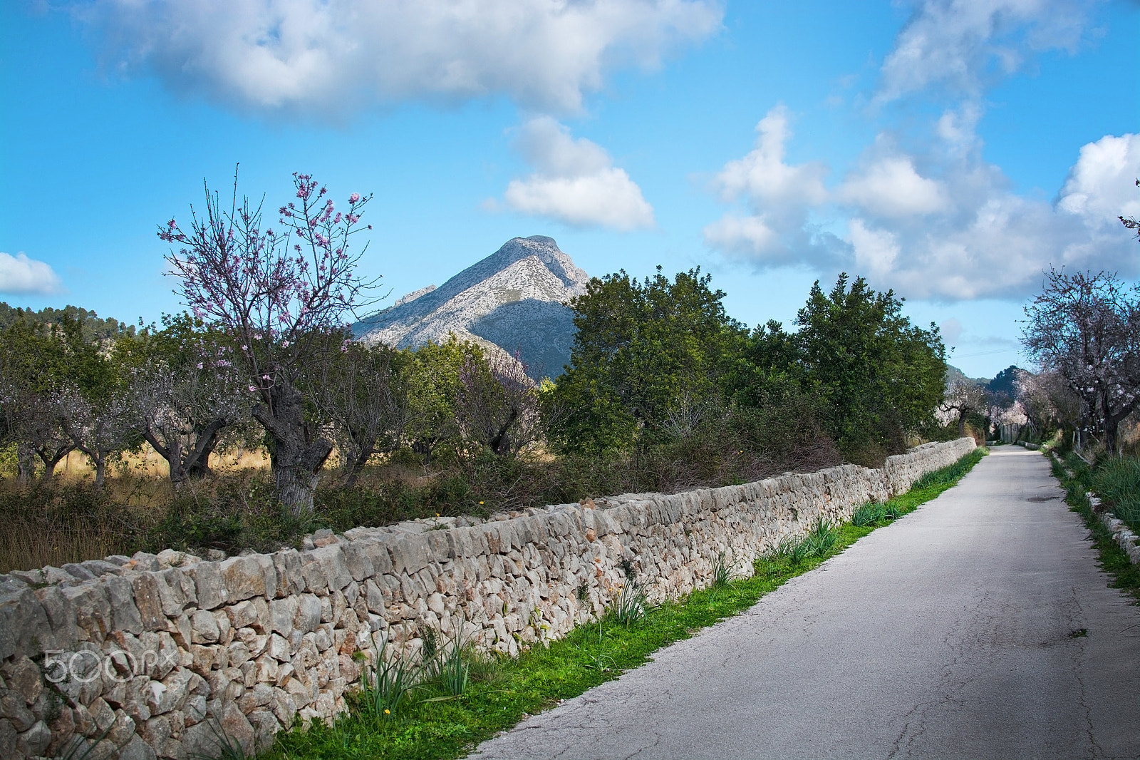 Nikon D7100 + AF Nikkor 28mm f/2.8 sample photo. Blossoming almond trees photography