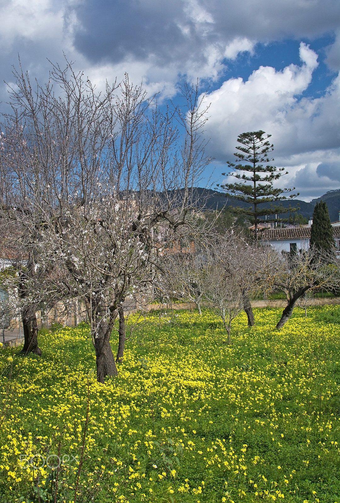 Nikon D7100 + Nikon AF Micro-Nikkor 60mm F2.8D sample photo. Blossoming almond trees photography