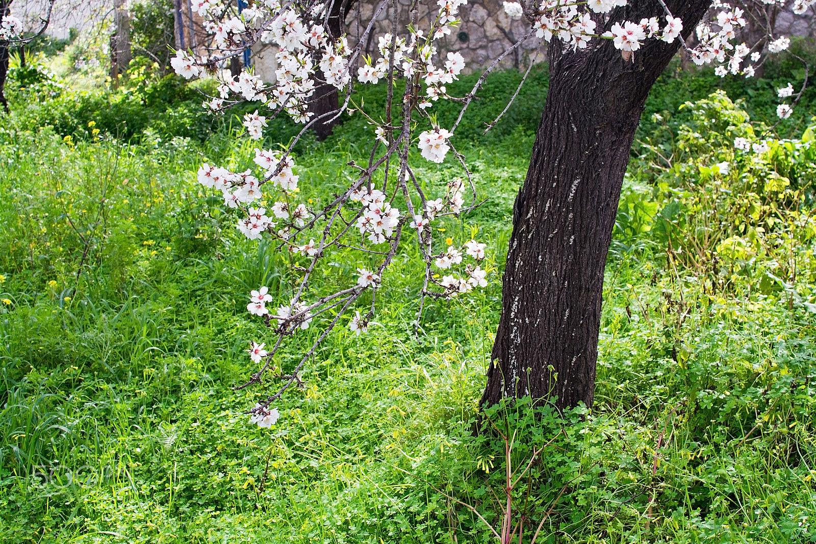 Nikon AF-S Nikkor 35mm F1.4G sample photo. Blossoming almond trees photography