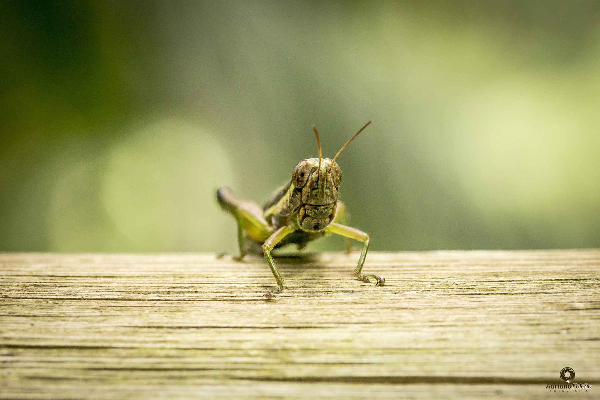 Canon EF-S 60mm F2.8 Macro USM sample photo