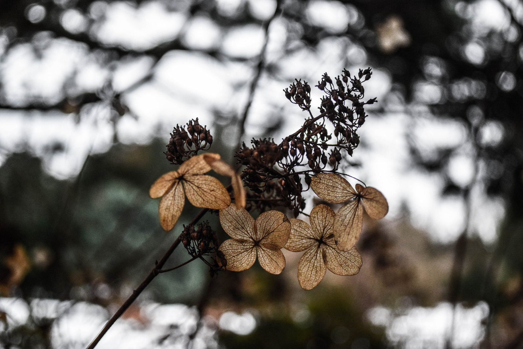 Nikon D3300 sample photo. Winter flower photography
