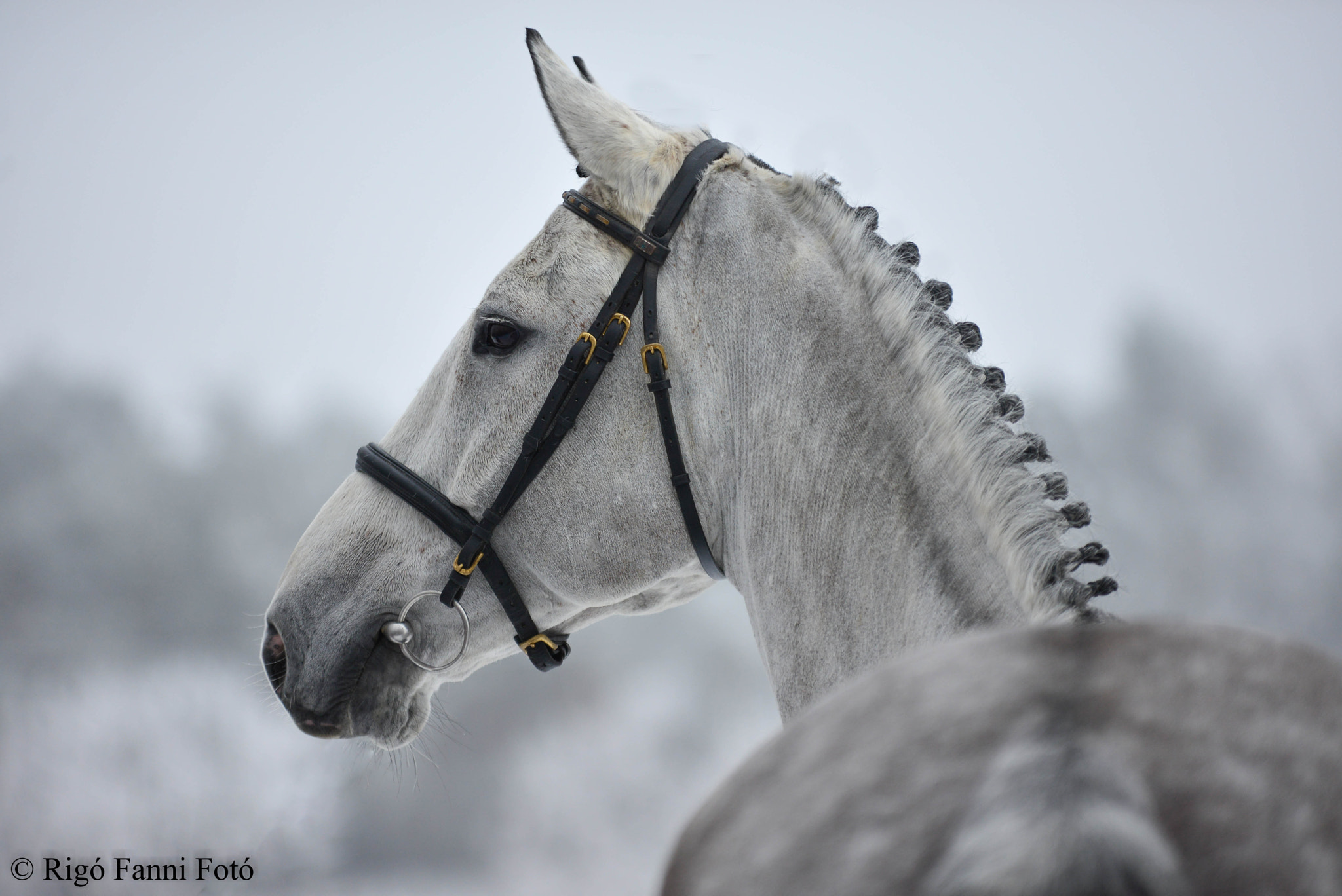 Nikon D600 + Sigma 70-200mm F2.8 EX DG OS HSM sample photo. White horse photography