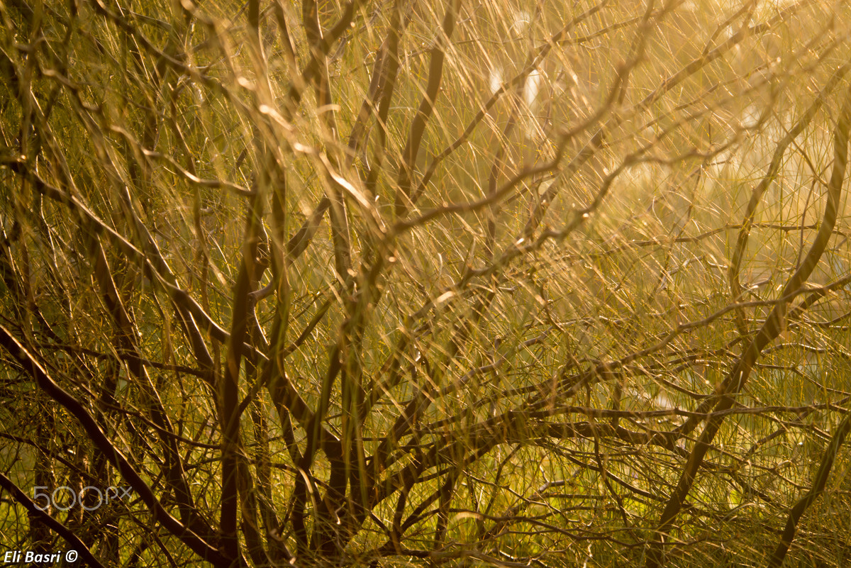 Nikon D800 sample photo. Tree photography