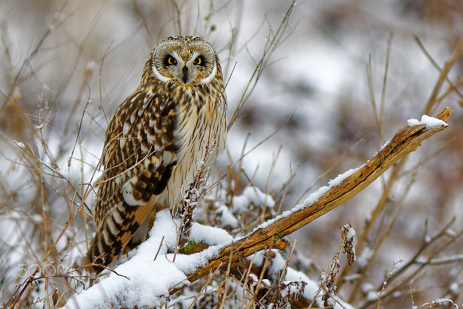 Nikon D500 + Nikon AF-S Nikkor 300mm F2.8G ED VR II sample photo. Short-eared owl in snow photography