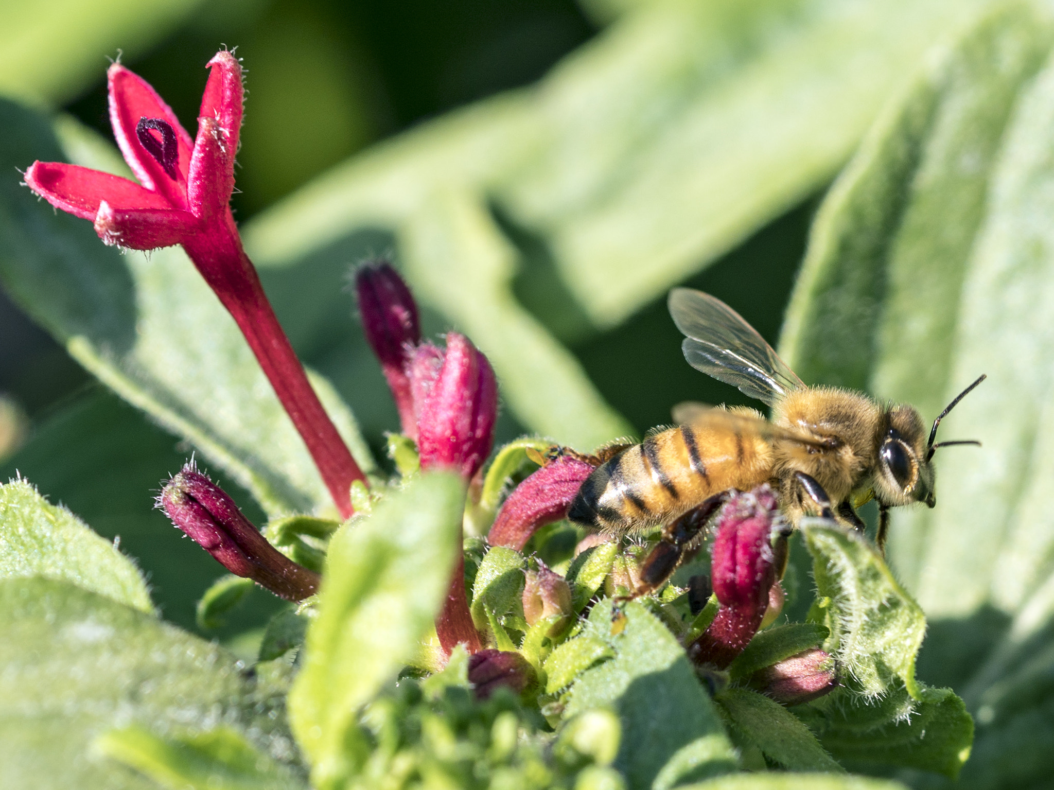 Sony a6500 sample photo. Honeybee on red flower macro photography