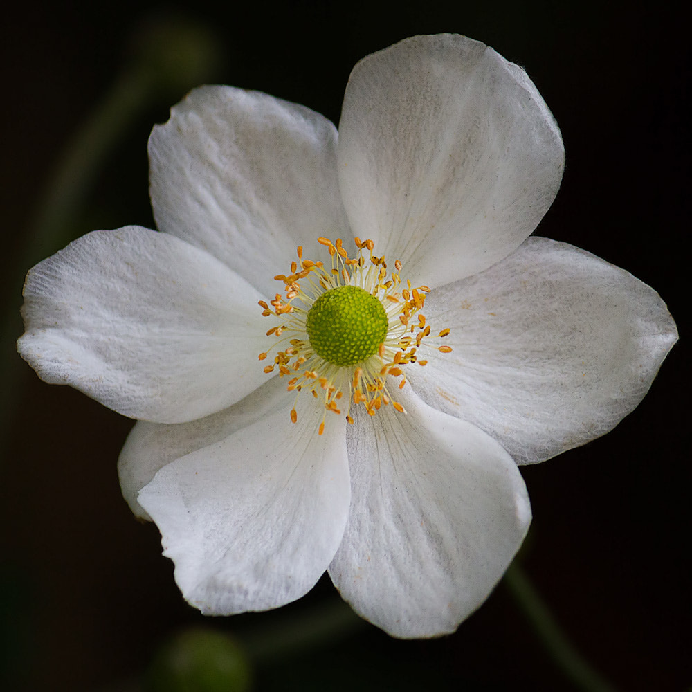 Canon EOS 7D sample photo. Flower #1 photography