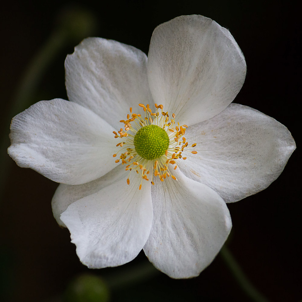 Canon EF-S 55-250mm F4-5.6 IS sample photo. Flower #1 photography