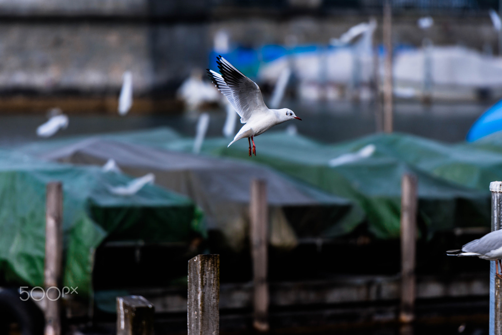 Nikon AF-S Nikkor 70-200mm F2.8G ED VR II sample photo. Impressions from zürich photography