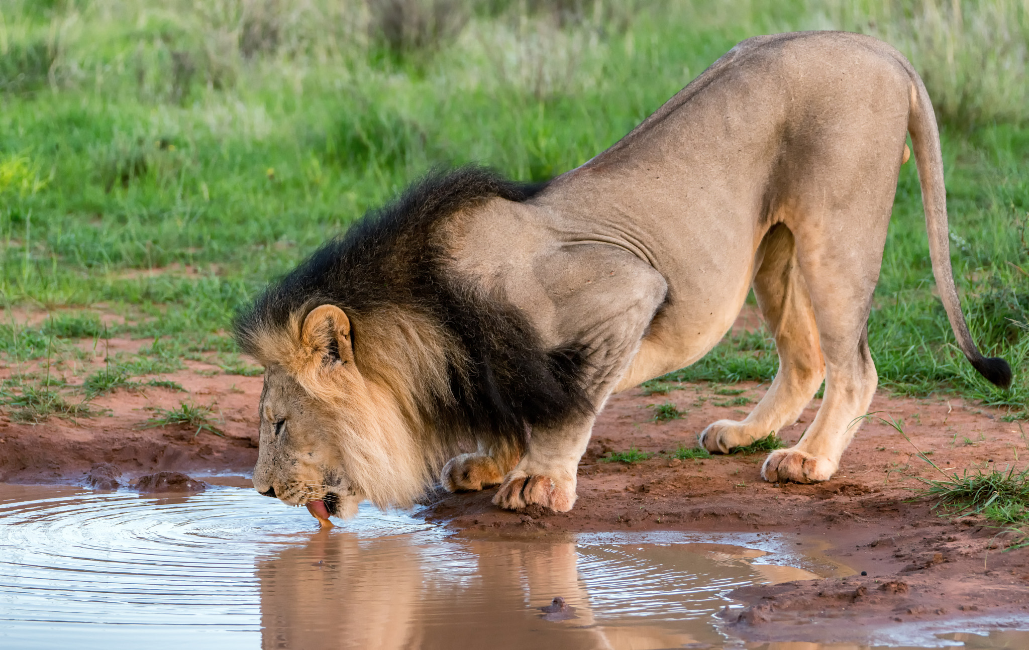 Sony a7R II + Sony 70-400mm F4-5.6 G SSM II sample photo. Thirsty lion photography