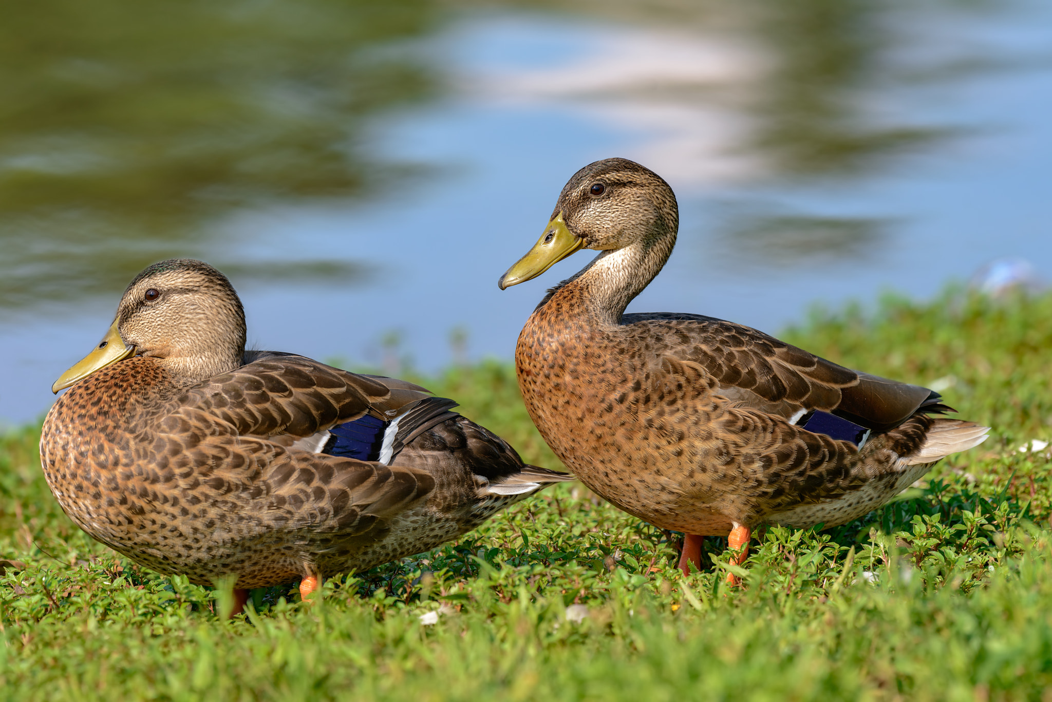 Nikon AF-S Nikkor 200-500mm F5.6E ED VR sample photo. Two mottled duck (anas fulvigula) a rest on the lake shore photography