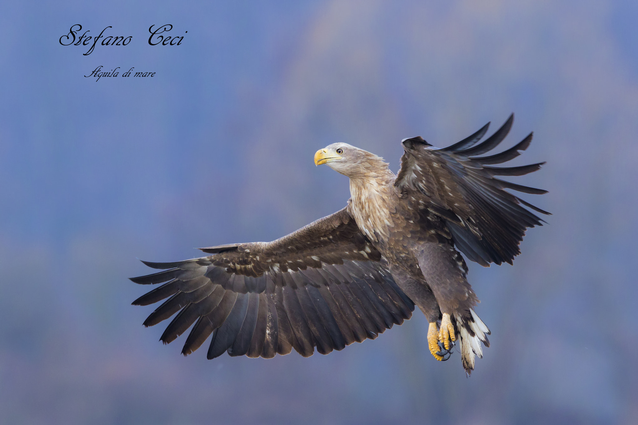 Canon EOS 5D Mark IV + Canon EF 500mm F4L IS II USM sample photo. Aquila di mare(white tail eagle) photography