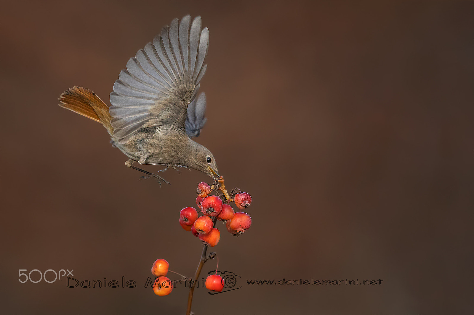 Canon EF 600mm f/4L IS sample photo. Black redstart (phoenicurus ochruros) codirosso sp photography