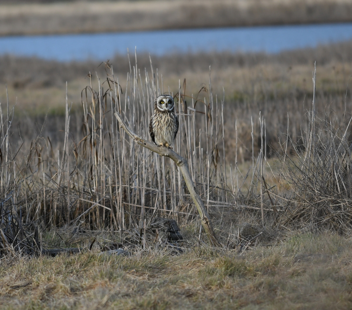 Nikon AF-S Nikkor 70-200mm F4G ED VR sample photo. Watchful owl photography