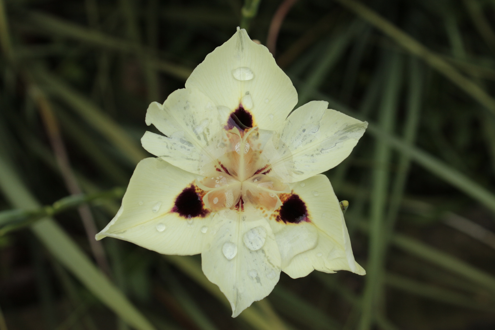 Canon EOS 650D (EOS Rebel T4i / EOS Kiss X6i) sample photo. Macro photography