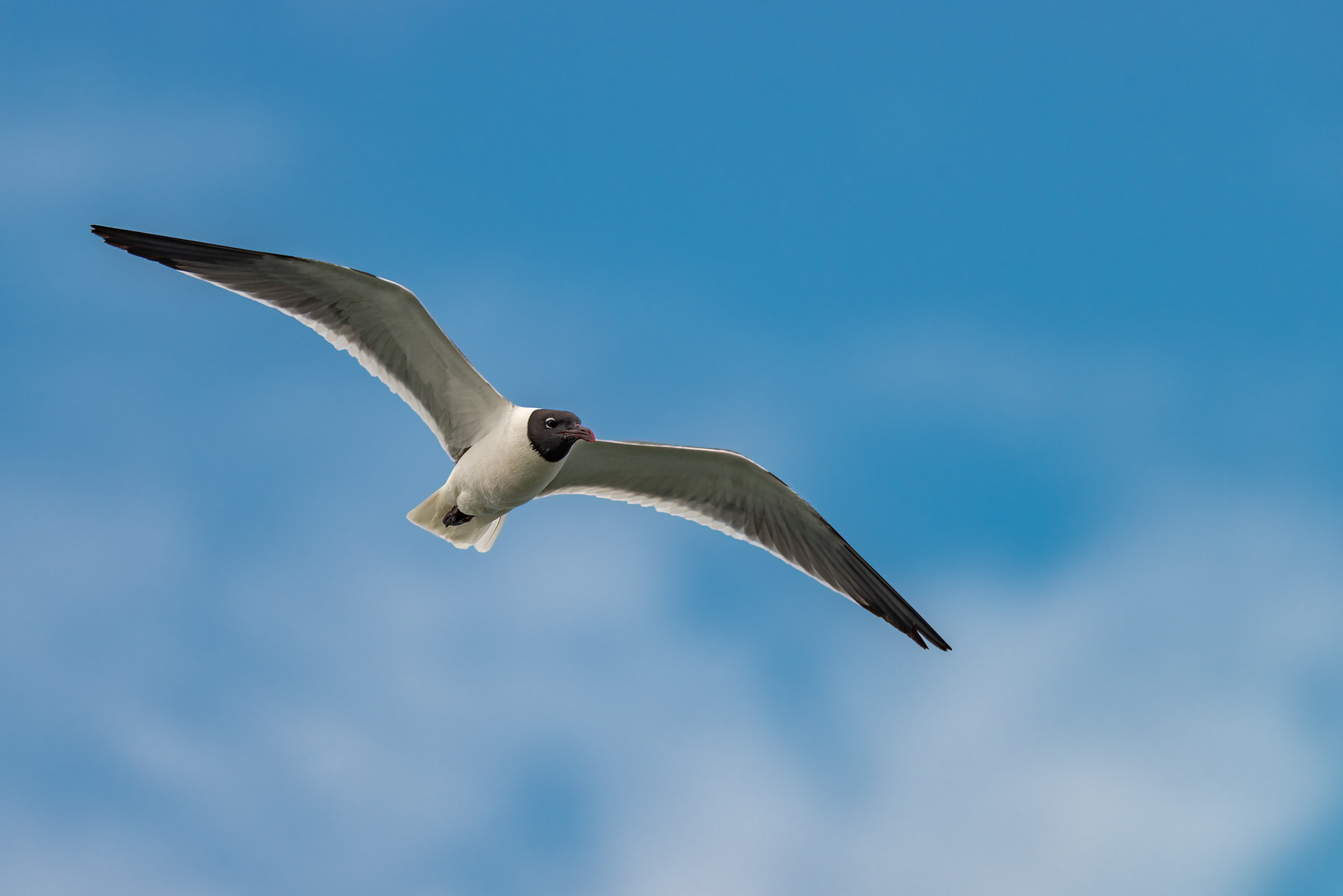 Nikon D800 + Nikon AF-S Nikkor 200-500mm F5.6E ED VR sample photo. Sea gull flying in the blue sunny sky over the coast of atlantic photography