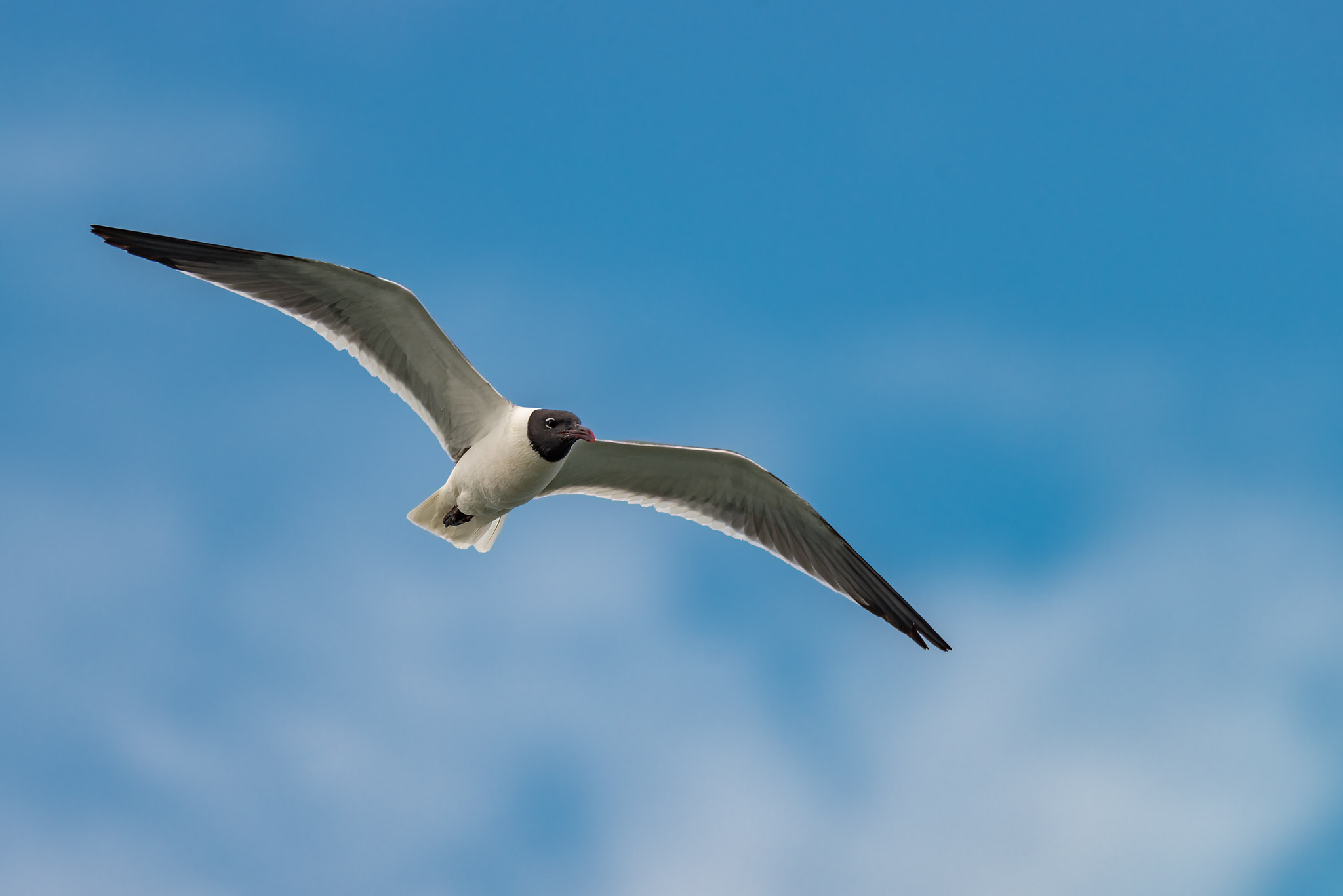 Nikon AF-S Nikkor 200-500mm F5.6E ED VR sample photo. Sea gull flying in the blue sunny sky over the coast of atlantic photography