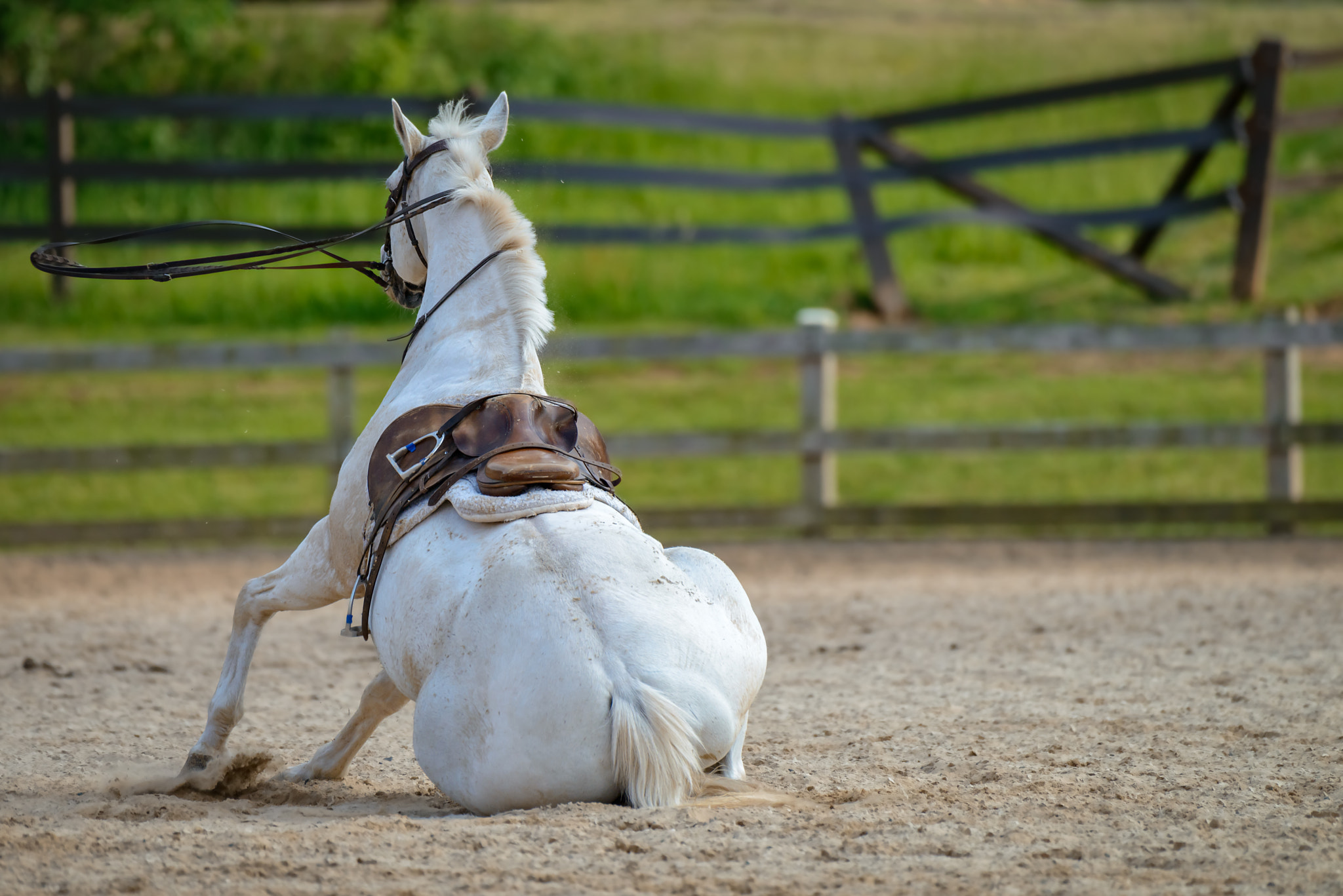 Nikon D800 sample photo. Saddled horse tries to get up from the ground photography