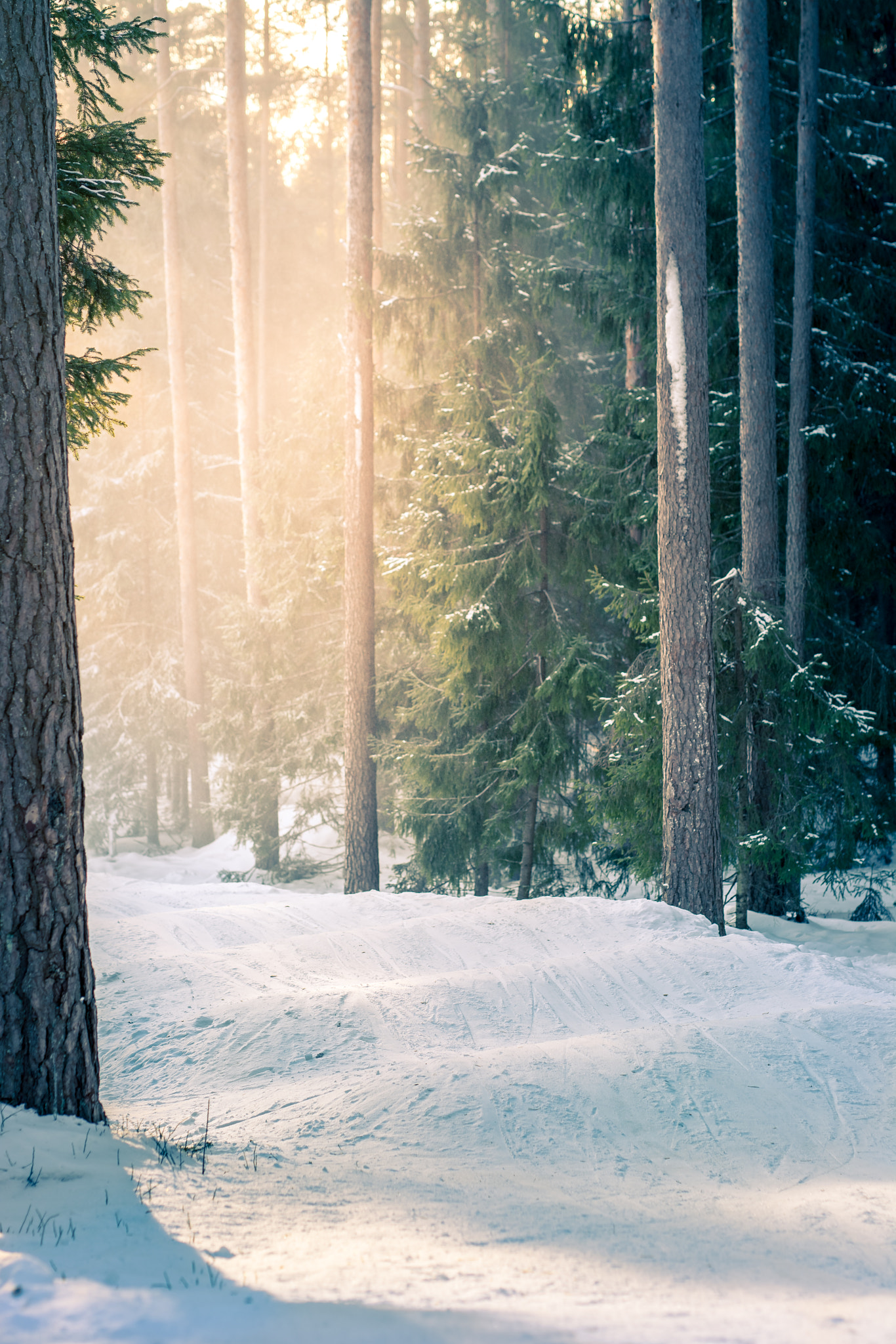 Nikon D5200 + Sigma 50mm F1.4 DG HSM Art sample photo. Riding on off-piste at sunset in snowy forest photography