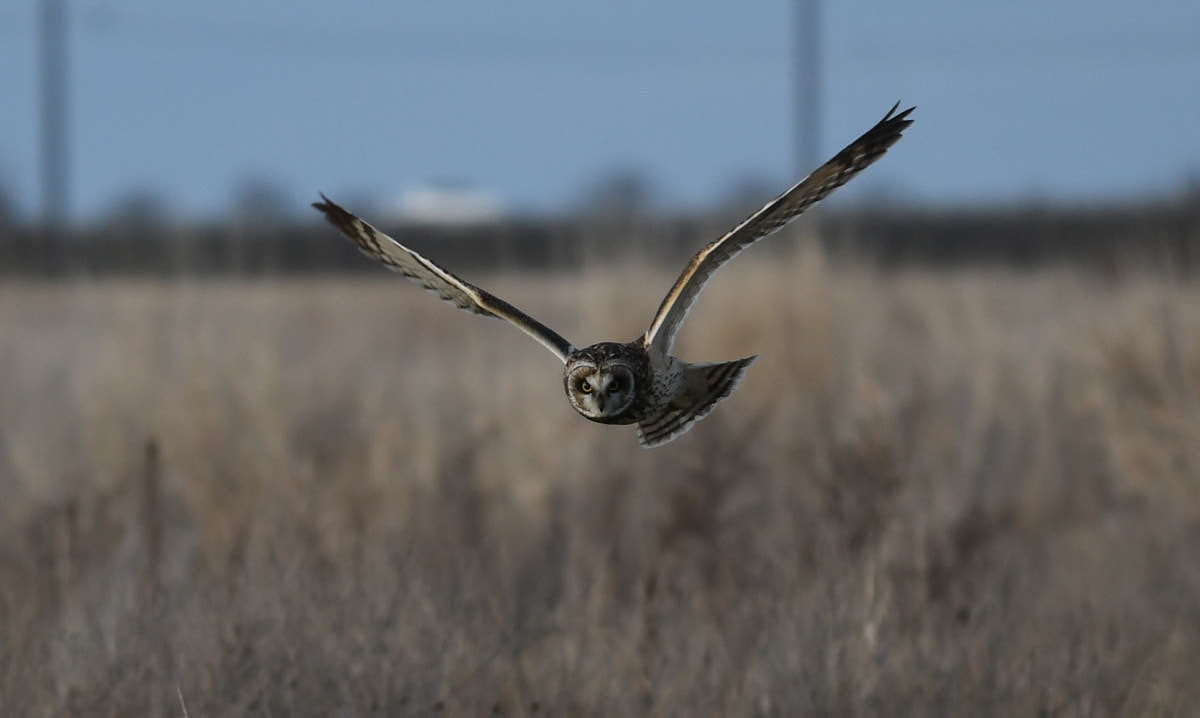 Nikon AF-S Nikkor 70-200mm F4G ED VR sample photo. Silent hunter photography