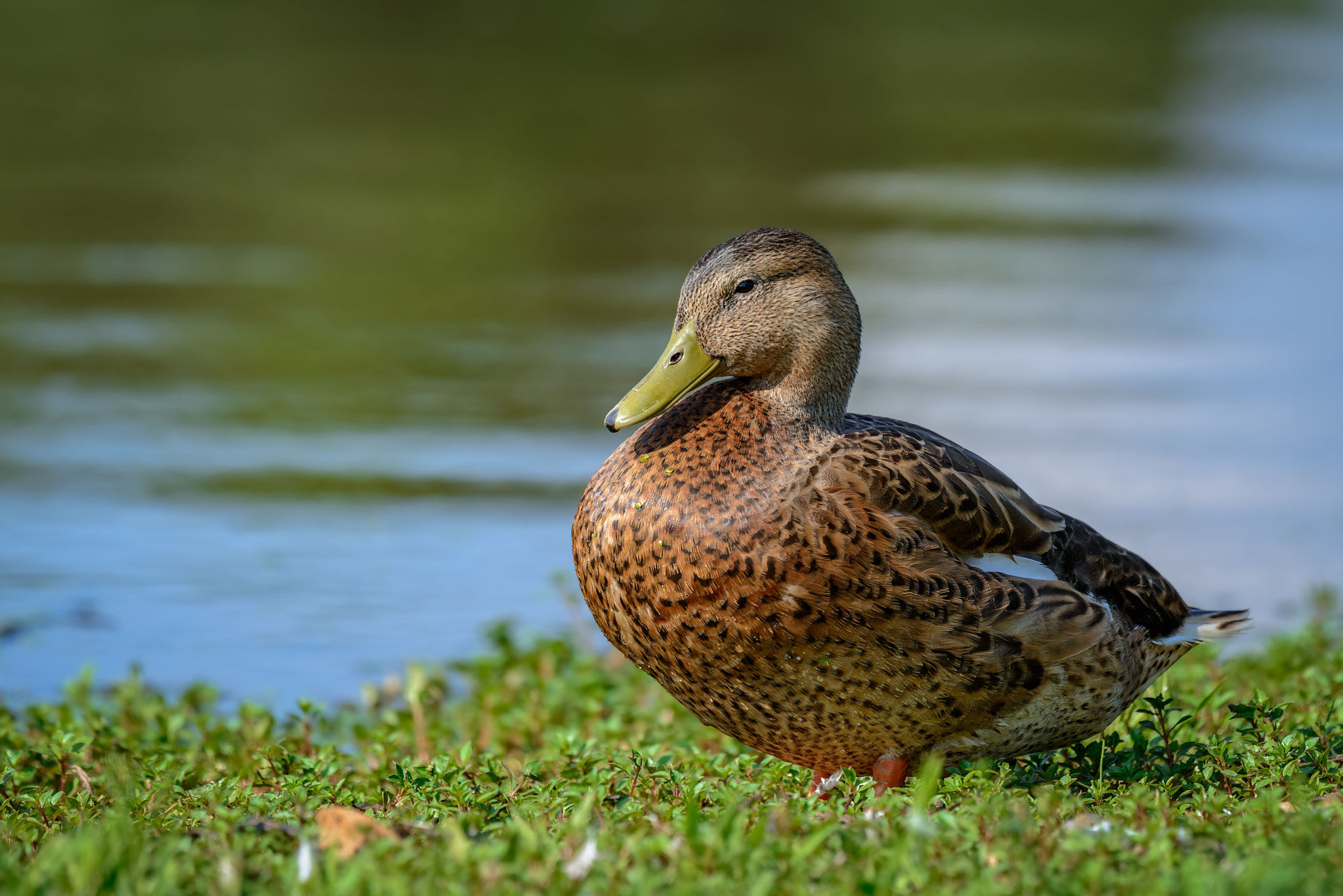 Nikon D800 sample photo. Mottled duck (anas fulvigula) resting on the lake shore photography