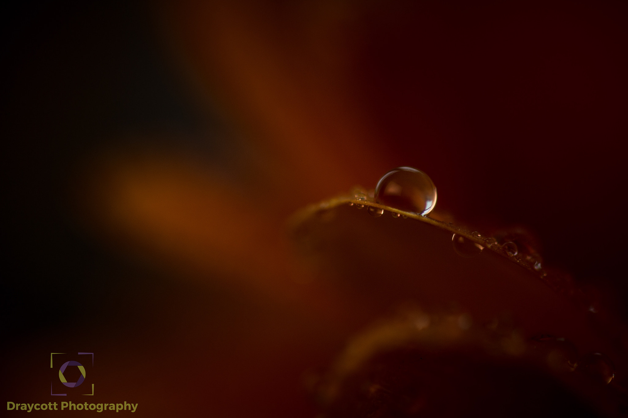 Sigma 105mm F2.8 EX DG OS HSM sample photo. Droplet photography