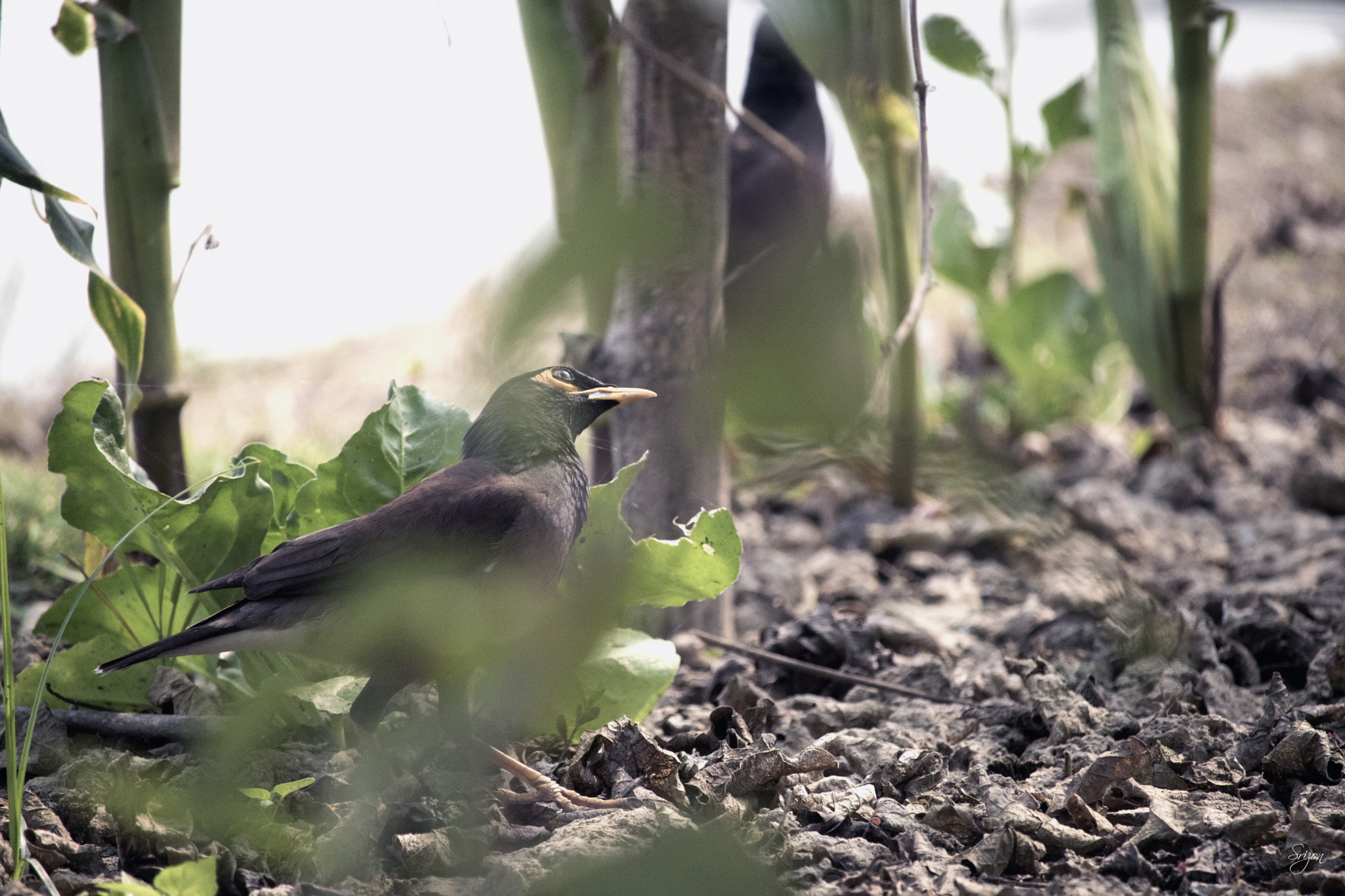 Canon EF-S 55-250mm F4-5.6 IS STM sample photo. Curiosity photography